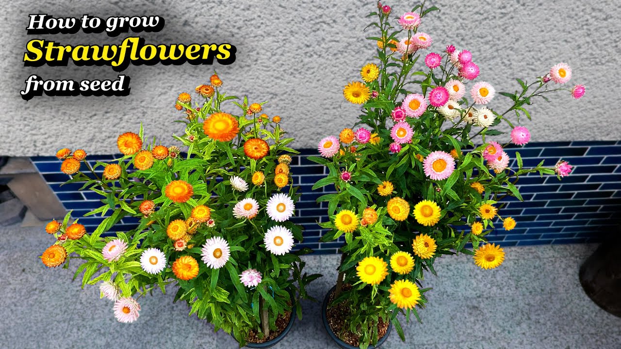 Growing Strawflowers from Seed - Step by Step in Containers