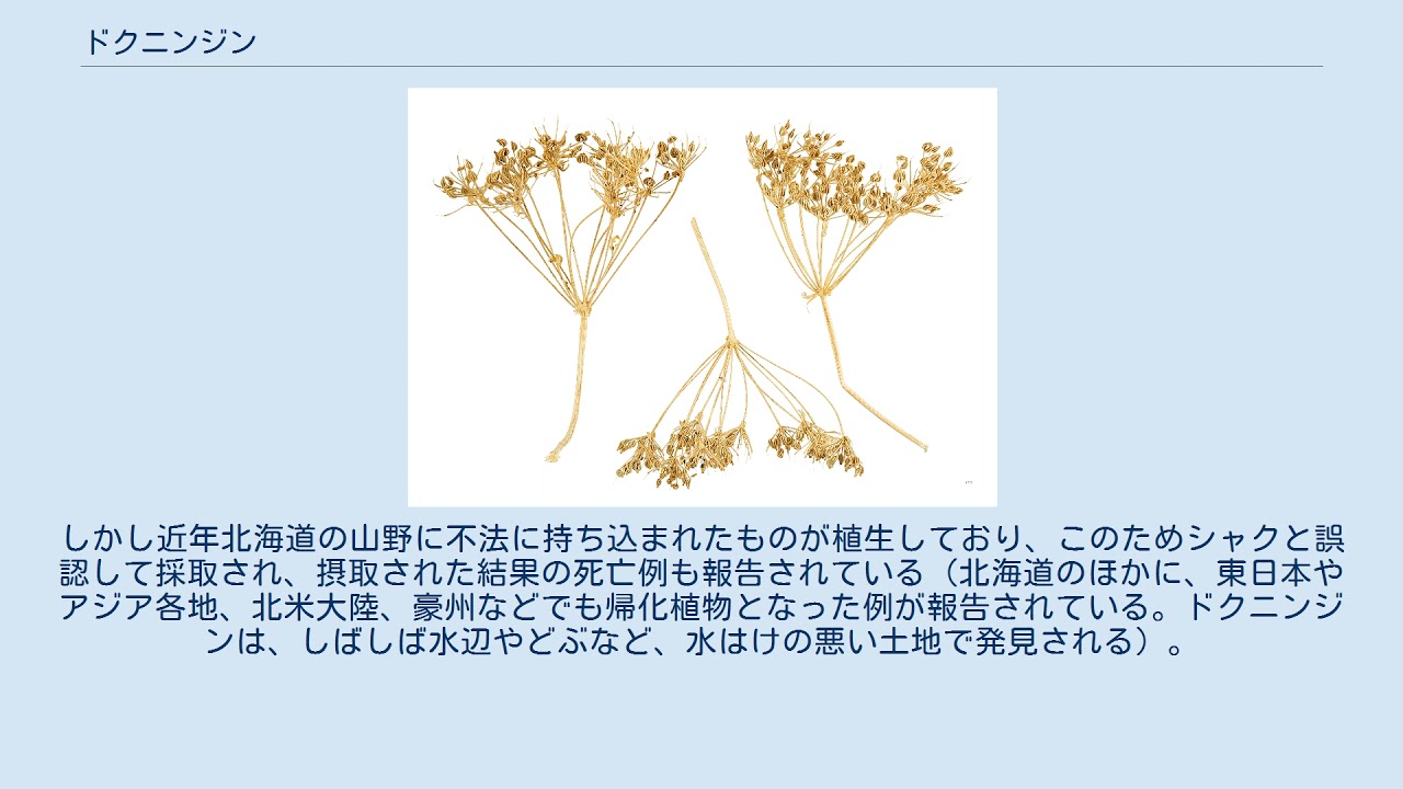 ドクニンジン