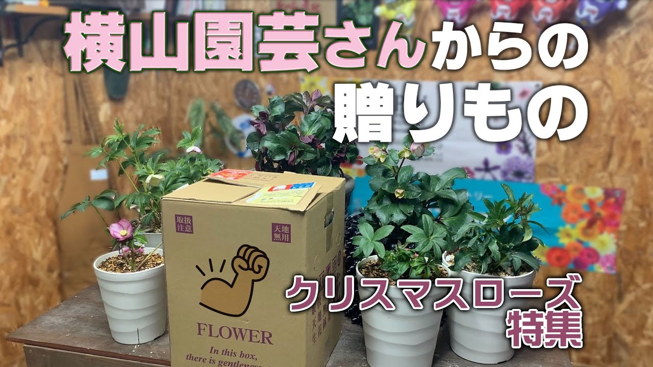【クリスマスローズ特集】まさかの横山園芸さんから贈り物がきた！？