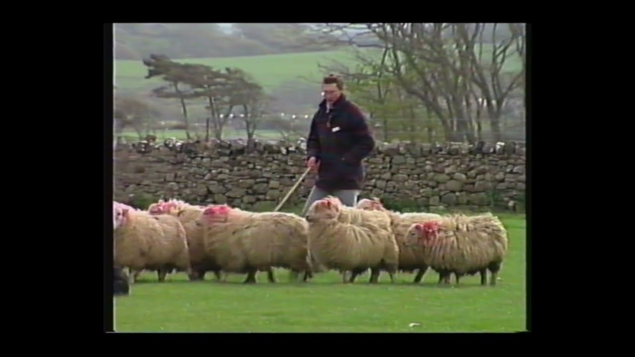 Brian McConnell with Roy and Spot   Anglesey 1994