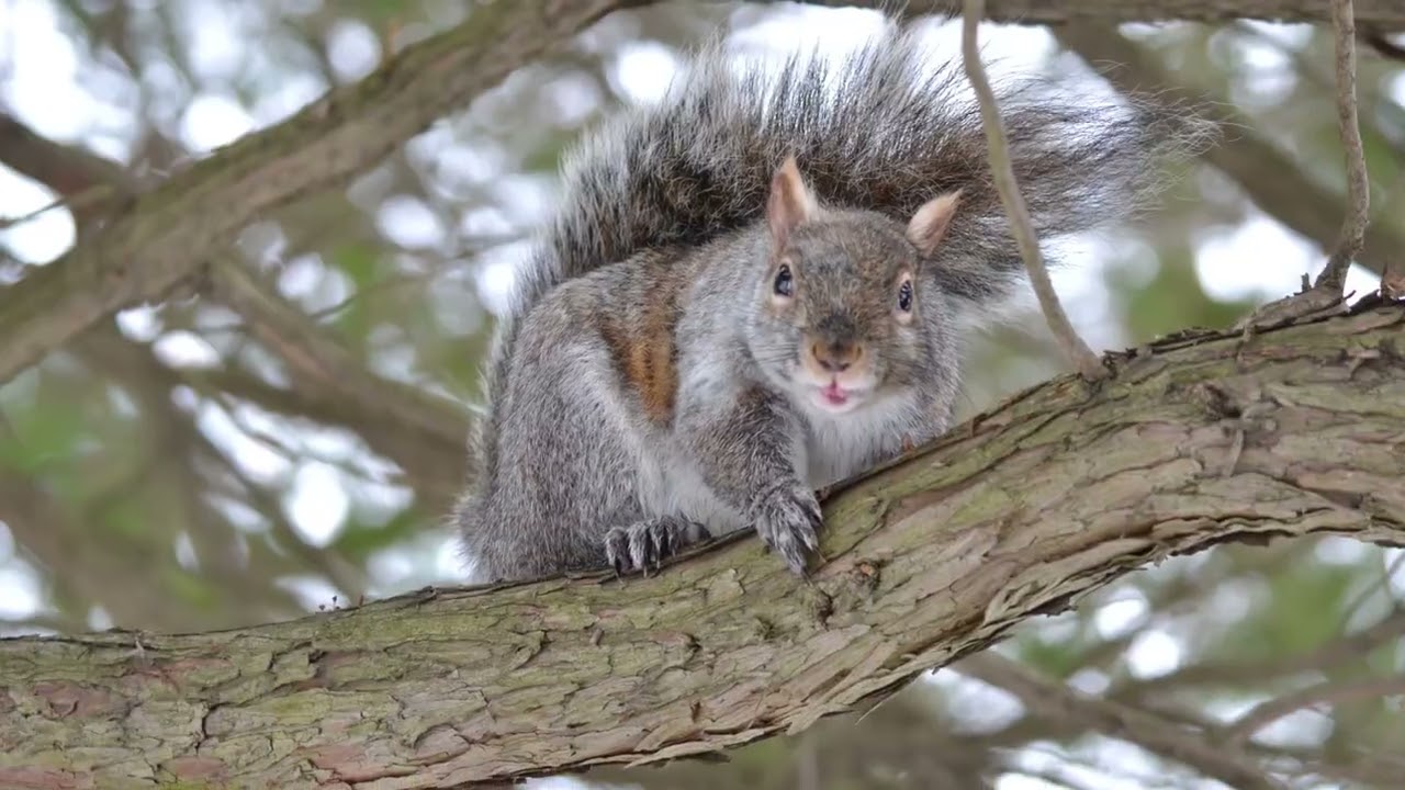 Toronto squirrels
