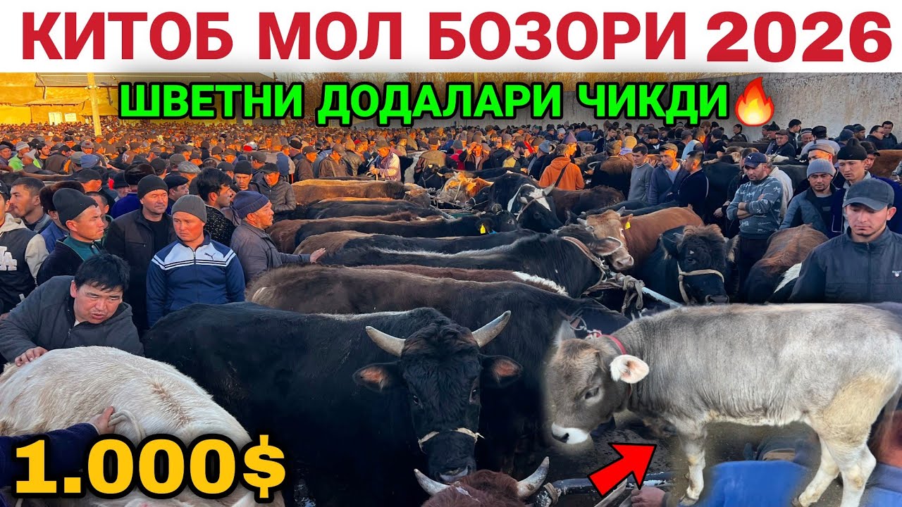 ВООЙДООД МАНА АРЗОН ЖОЙИ😱 КАШКАДАРЁ КИТОБ МОЛ БОЗОРИ НАРХЛАРИ 9 ЯНВАРЬ 2026.