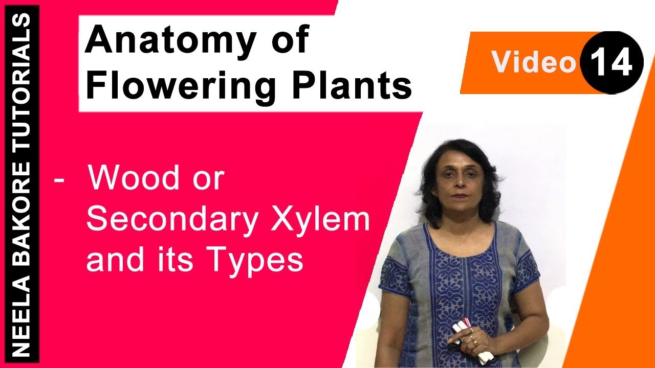 Anatomy of Flowering Plants | NEET | Wood or Secondary Xylem and its Types | Neela Bakore Tutorials