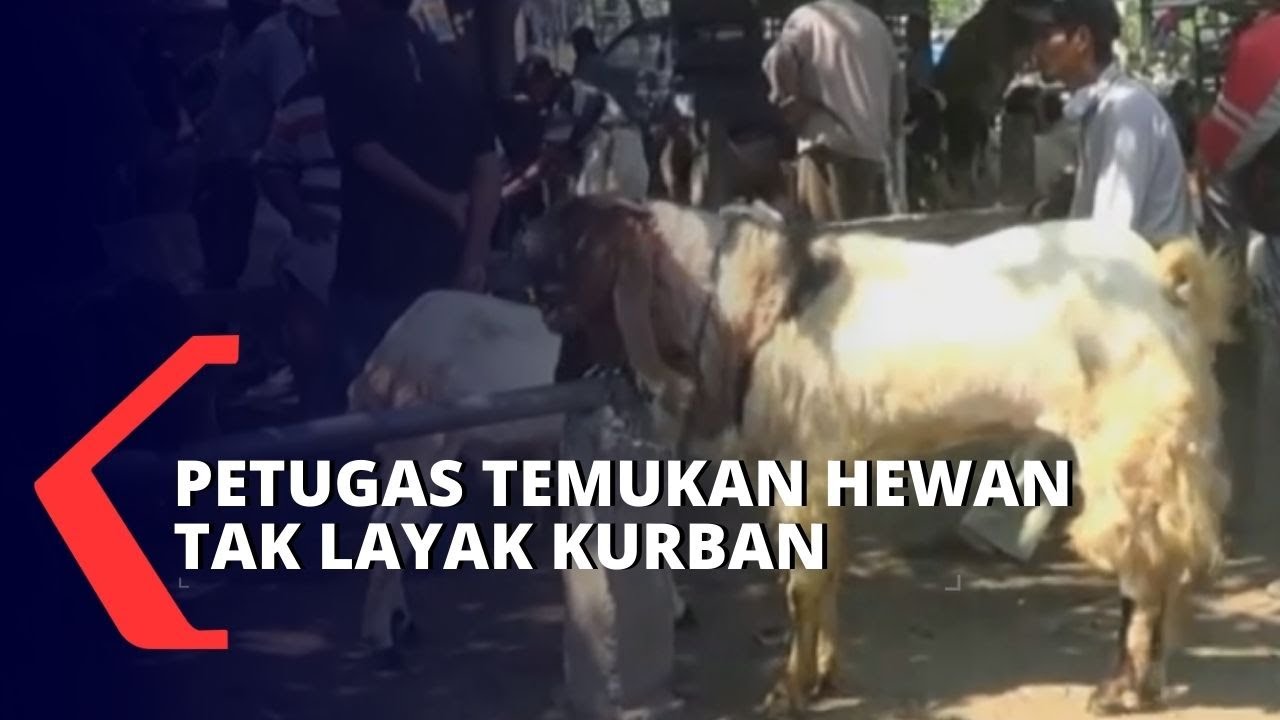Jelang Idul Adha, Petugas Temukan Hewan Tak Layak Kurban