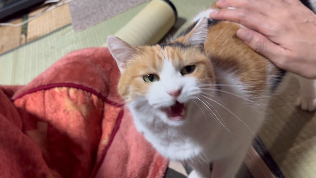 【三毛猫】いつもより早めに帰宅したら嬉しさが隠しきれないミケ（2024年2月5日）