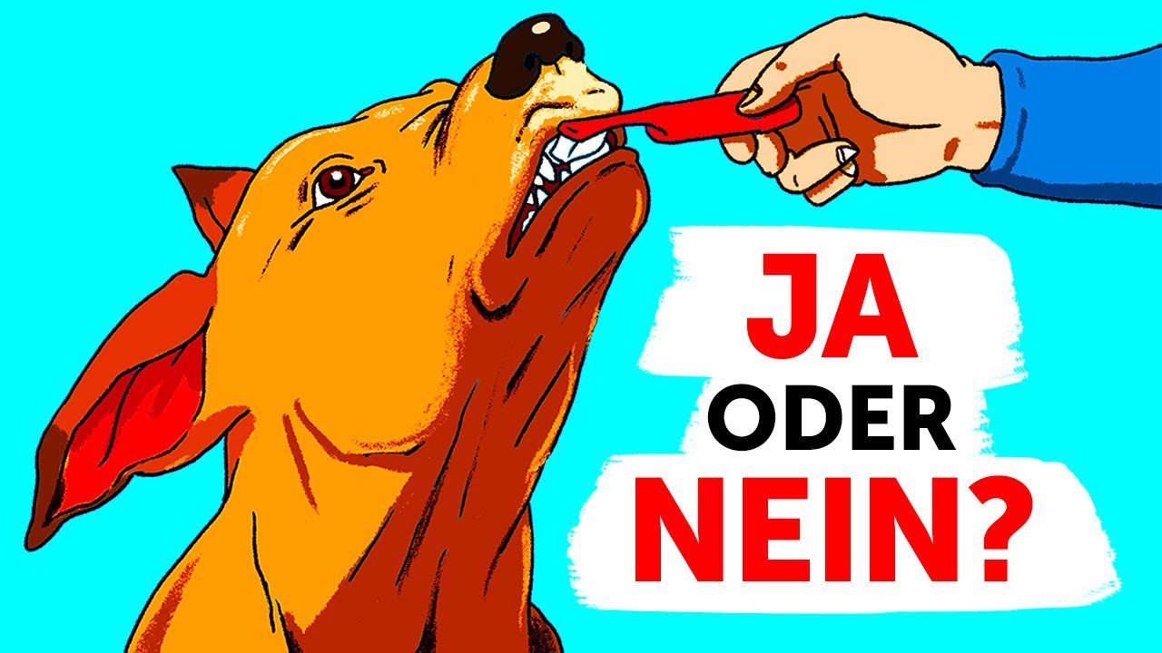 Dinge, die verantwortungsvolle Hundehalter ihrem Hund nie antun würden