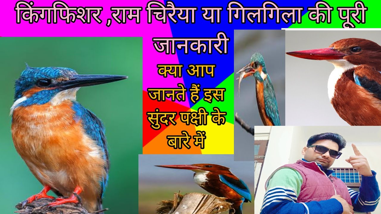 किंगफिशर, राम चिरैया ,गिलगिला ,की अदभुत जानकारी है     सुंदर पंछी, मनमोहक पंछी, क्या आप जानते हैं।