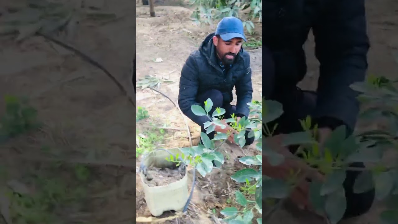 عندك شجره ليمون 🍋 عمر سنه او سنتين  أحنا هنعمل أحسن عمليه تسميد تفجر نموات خضريه قويه