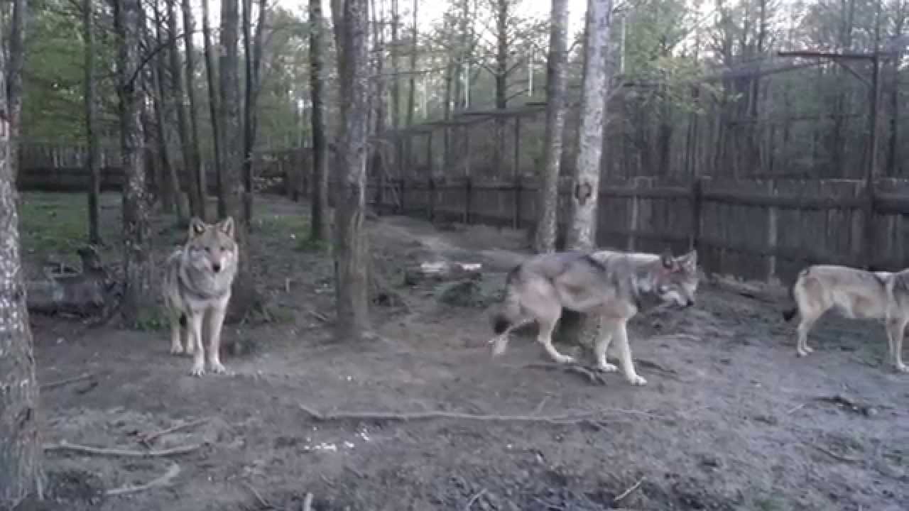 Vilkų kaukimas gyvai | Vilkai