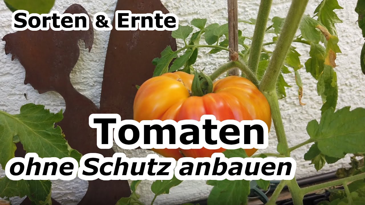 Tomaten ohne Schutz anbauen | Freilandtomaten anbauen | Tipps für Tomaten | Tomatensorten  und Ernte