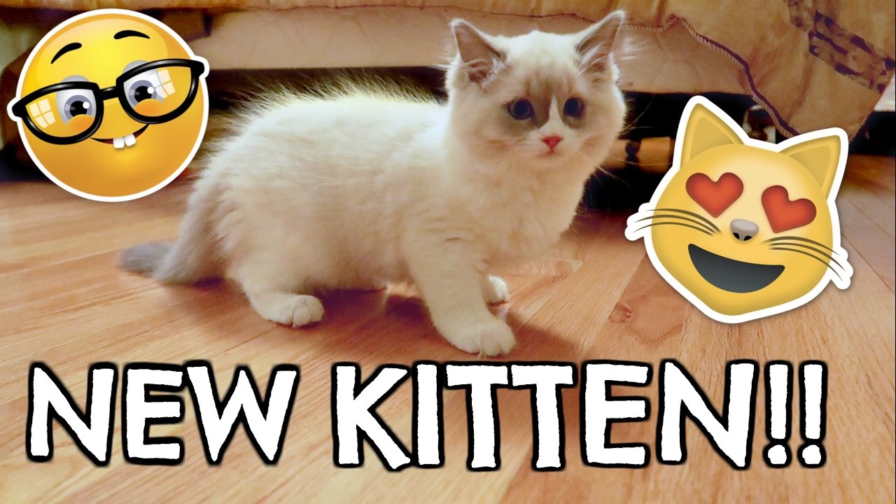 Bringing Home Our NEW KITTEN!