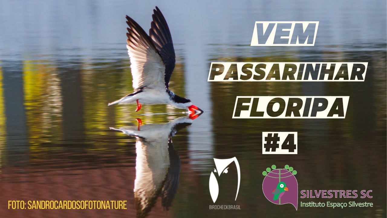 OBSERVA&Ccedil;&Atilde;O DE AVES - VEM PASSARINHAR FLORIPA IV - PONTA DAS  CANAS