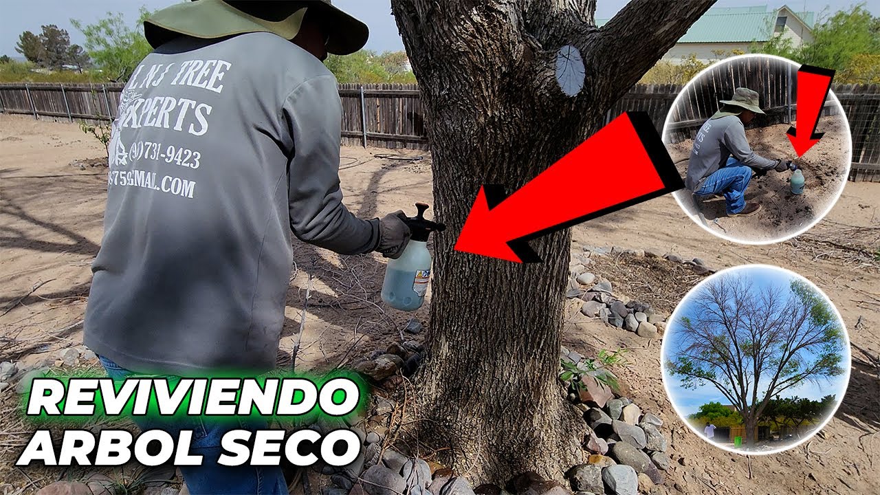 Arbol Seco &iquest;C&oacute;mo REVIVIR o RECUPERARLO? | F&aacute;cil y R&aacute;pido | LNJ Tree Xperts