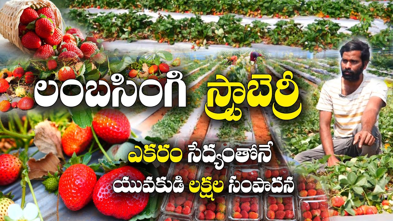 స్ట్రా బెర్రీ సాగు - పెట్టుబడికి మూడింతల రాబడి | Strawberry cultivation | Venkaiah Chowdhary