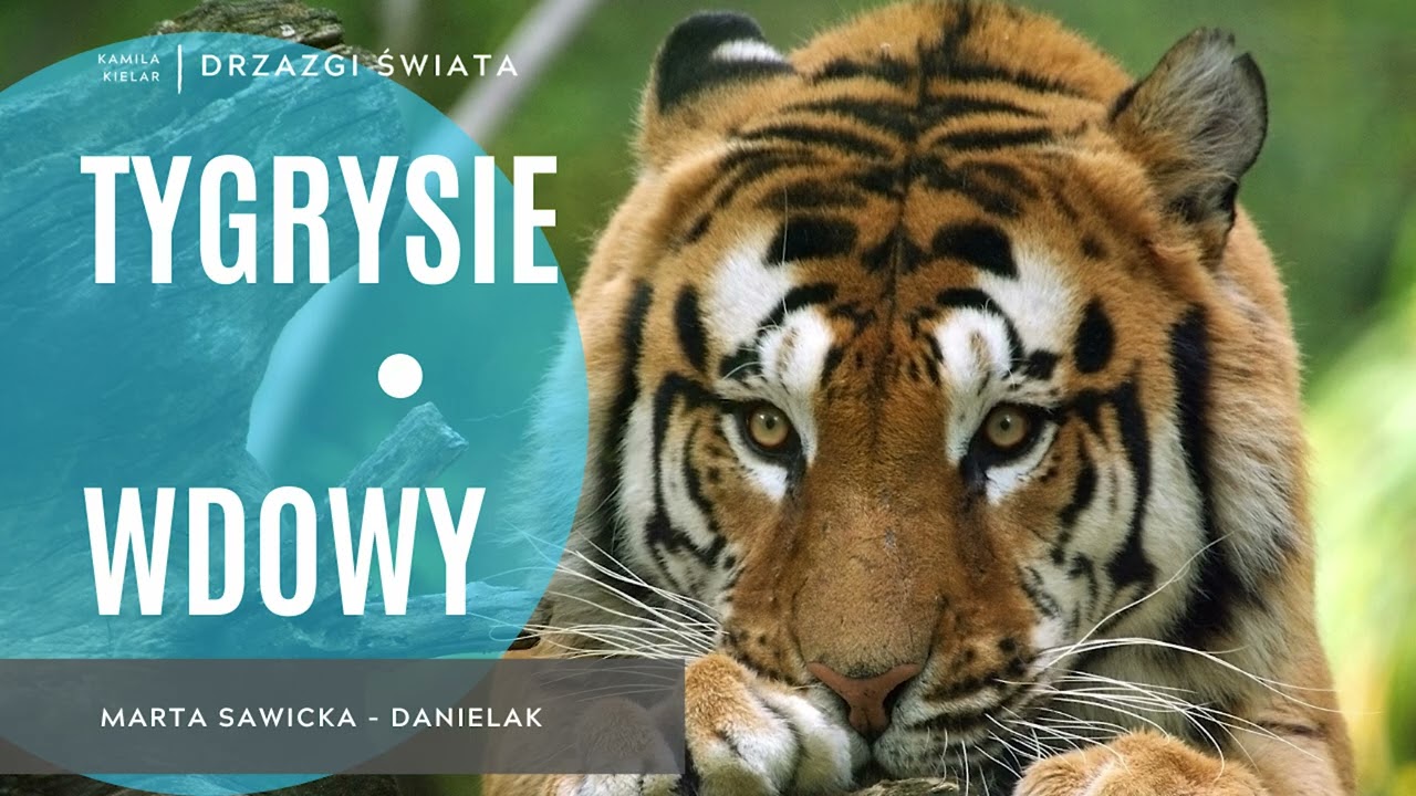 Tygrysie wdowy - Marta Sawicka-Danielak [DRZAZGI ŚWIATA 050]