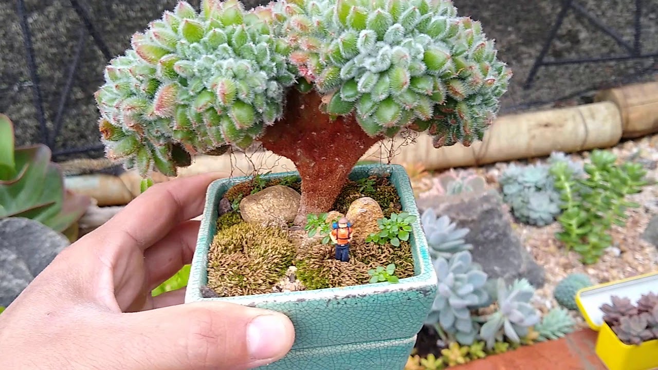 ARRANJOS DA NOSSA COLEÇÃO DE SUCULENTAS ☘️