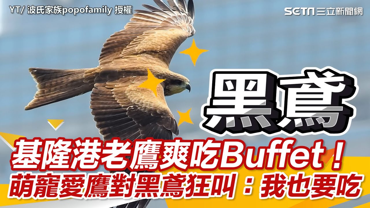 基隆港老鷹爽吃Buffet！萌寵愛鷹對黑鳶狂叫：我也要吃｜三立新聞網 SETN.com