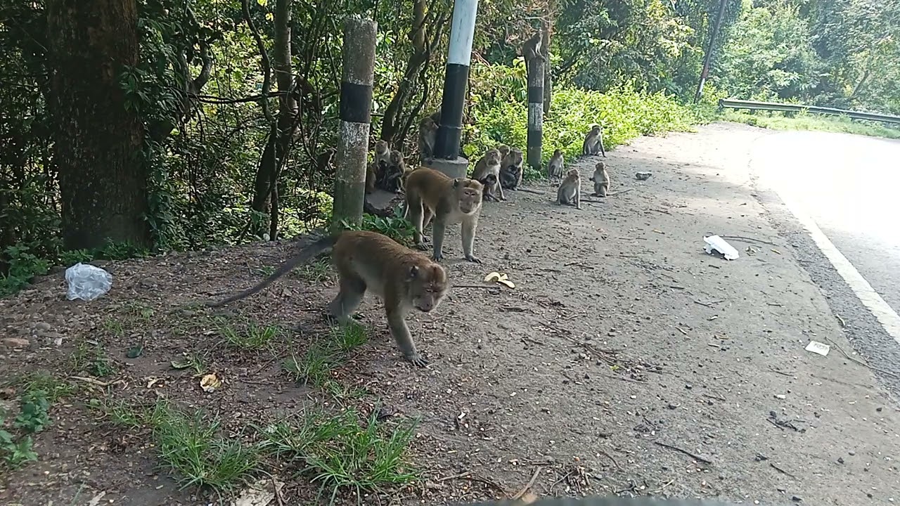 monyet kawin lucu dikasi hadiah satu sisir pisang susu #regular