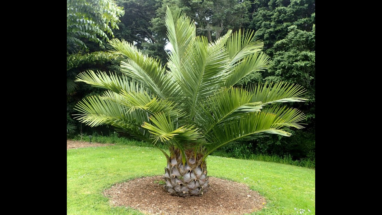 Jubaea Chilensis