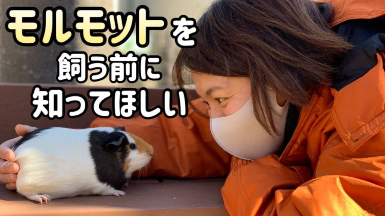 モルモットを飼う前に【足立区生物園】