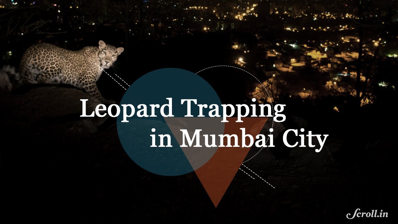 Trapping Leopards in Mumbai's Aarey Colony