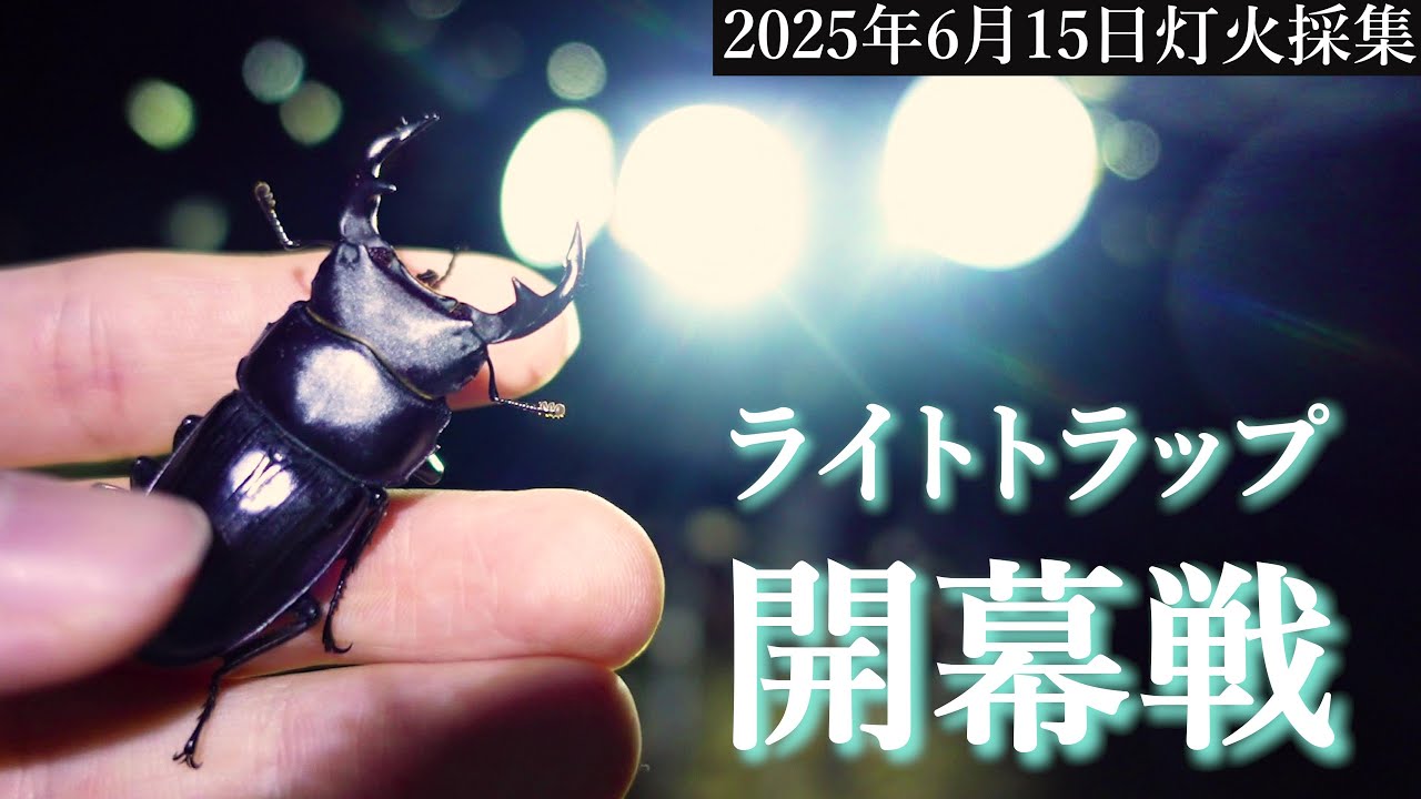 【2025開幕戦】第1夜「オオクワガタ大量！？今年もこの季節がやって来ました！」【ライトトラップ/昆虫採集/2025夏休み】