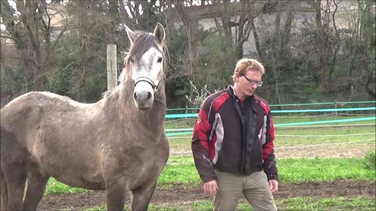 mon cheval ne me respecte pas en main