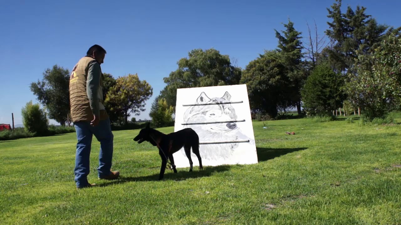 Día 8 Como entrenar a un perro en guardia y protección