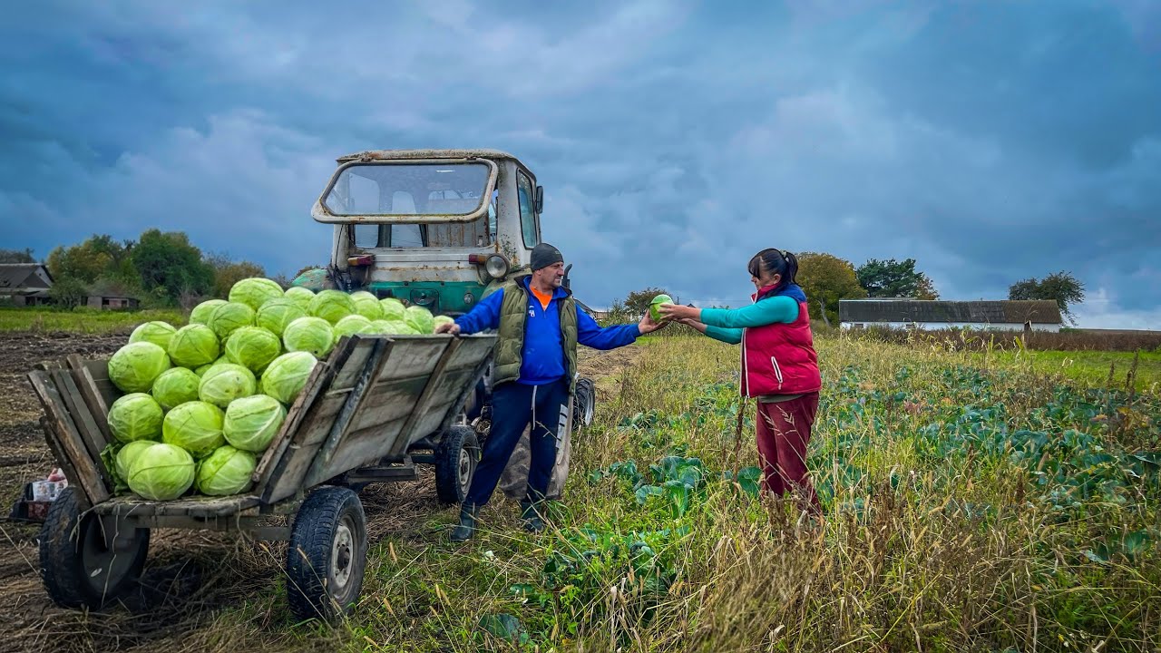 Rainy Autumn In A Ukrainian Village🏡 | Cabbage Harvesting And Preparing For Winter 🥬