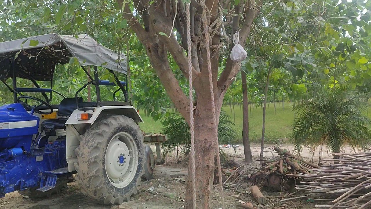 160 Acre agriculture land with popular and safedda crops for sale in Hoshiarpur contact 9876021123