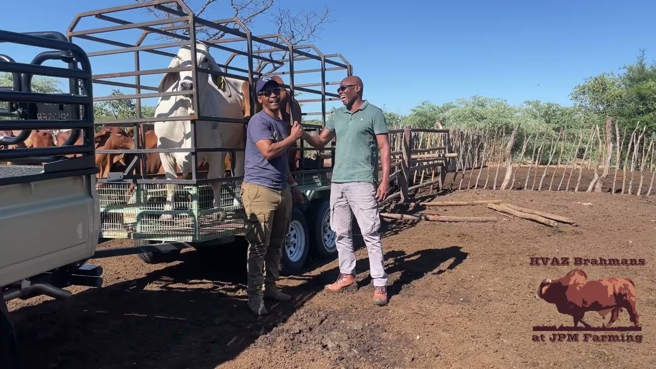Collection Day - HVAZ Brahmans Farm Activity 03