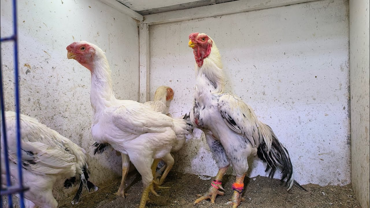 اسره فراخ🐔 حجازي الاسره مستوى عالي جدا وتبيض انت متخيل سعر البيضه كام 🤔