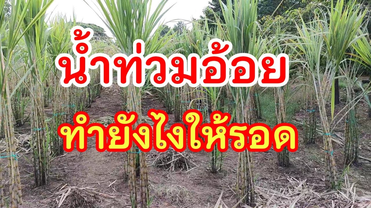 น้ำท่วมอ้อยทำยังไงให้รอด #อ้อยอินทรีย์ #อ้อยออร์แกนิค #อ้อยสุพรรณ50
