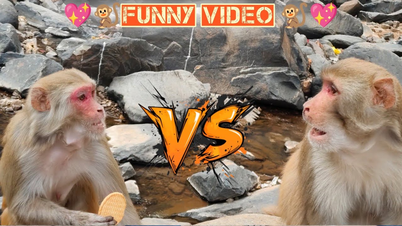 You Won’t Believe How This Monkey Eats a Biscuit // Adorable Monkey LOVES Biscuits 😍😋 #virelvideo 