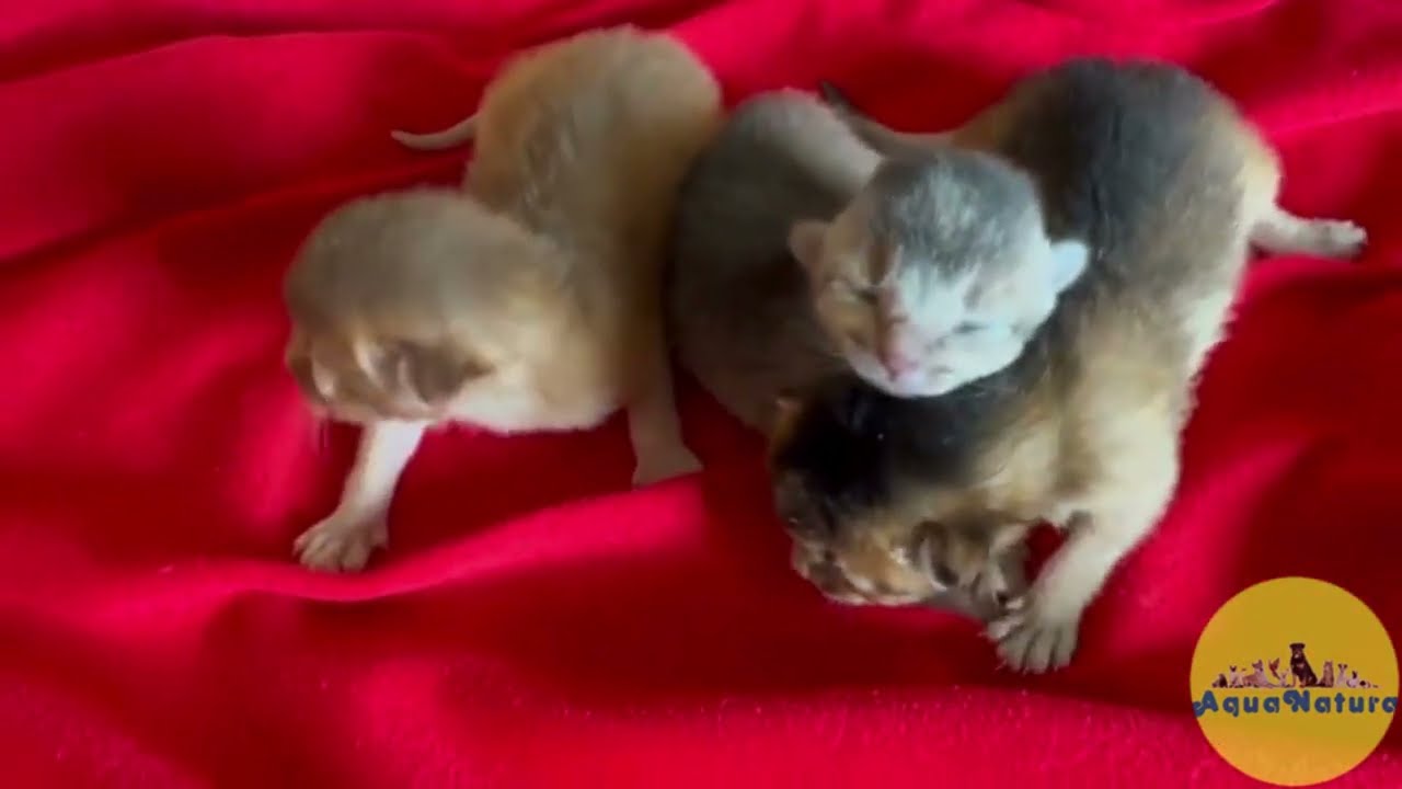Gatos Abisinio de Mia - AQUANATURA