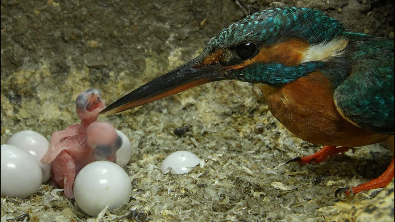 Kingfisher Chick has Just Hatched  | Discover Wildlife | Robert E Fuller