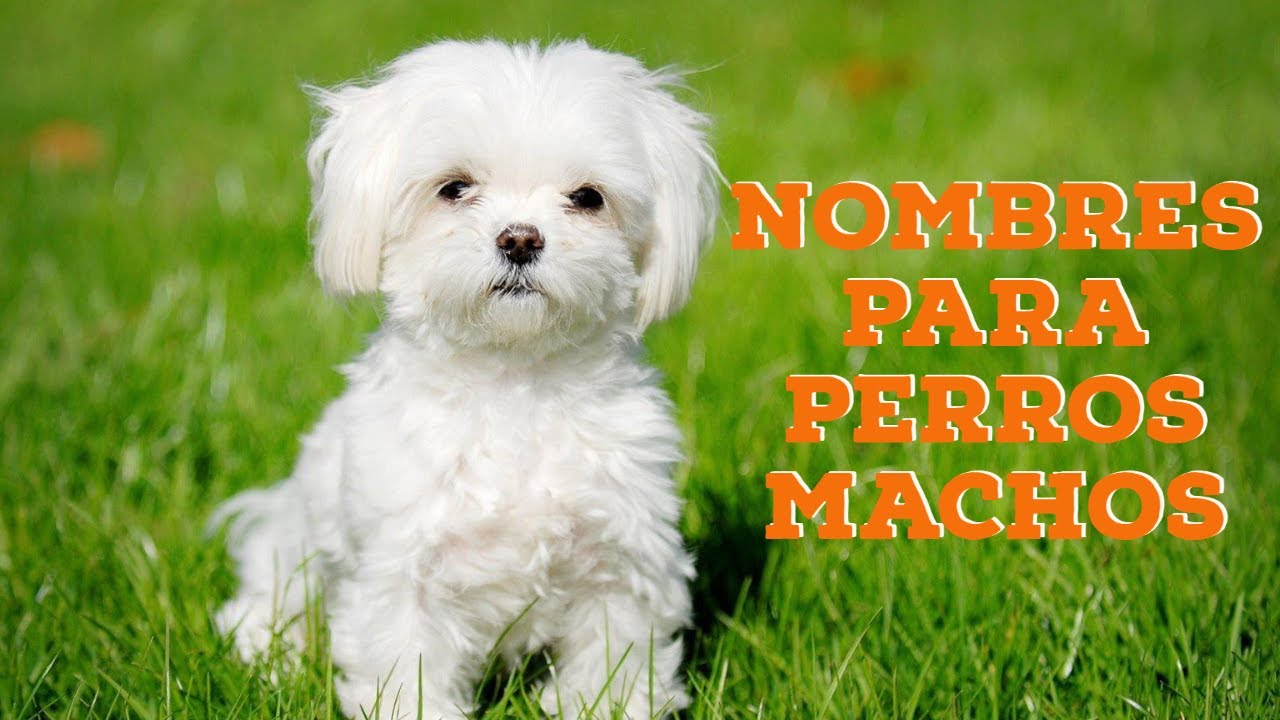 50 nombres para PERROS MACHO peque&ntilde;os