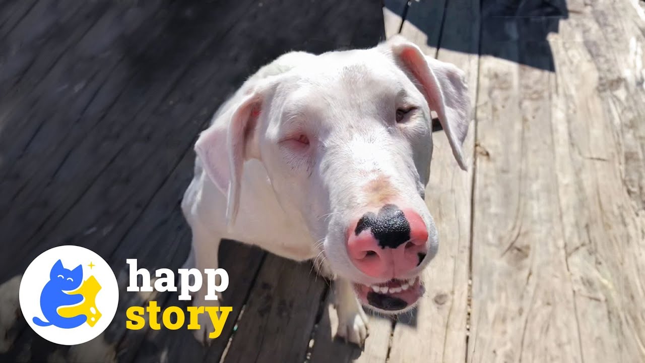 Why This Blind And Deaf Dog Always Happy?