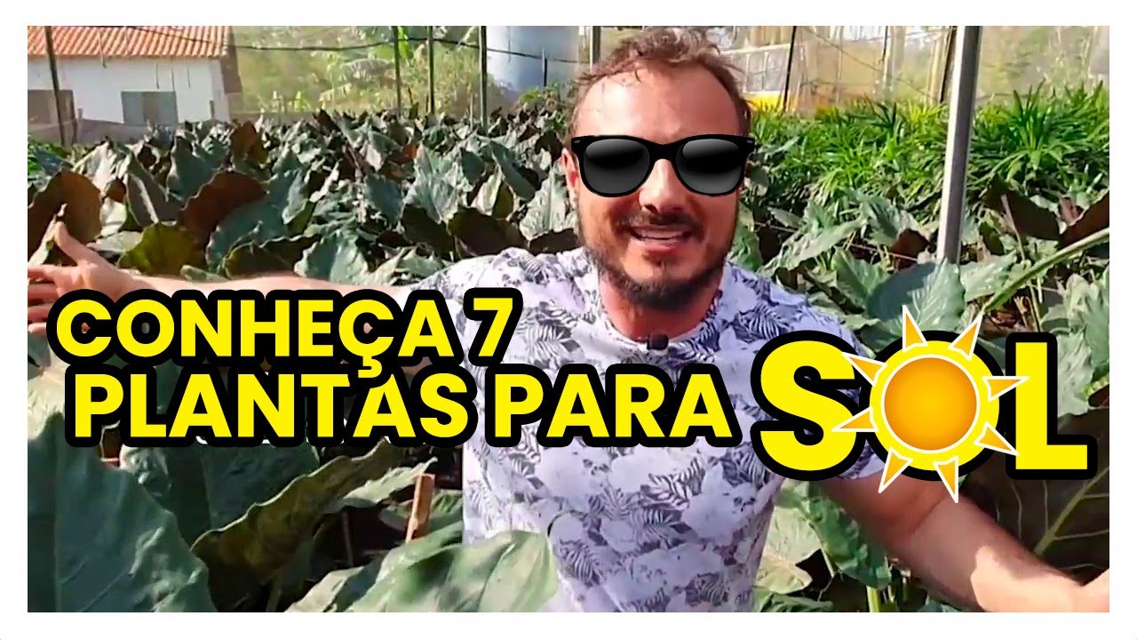 7 PLANTAS DE SOL para você CULTIVAR