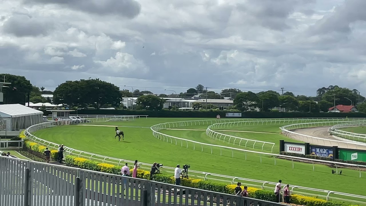 Shinsinto Race horse  with no rider. Doomben race course