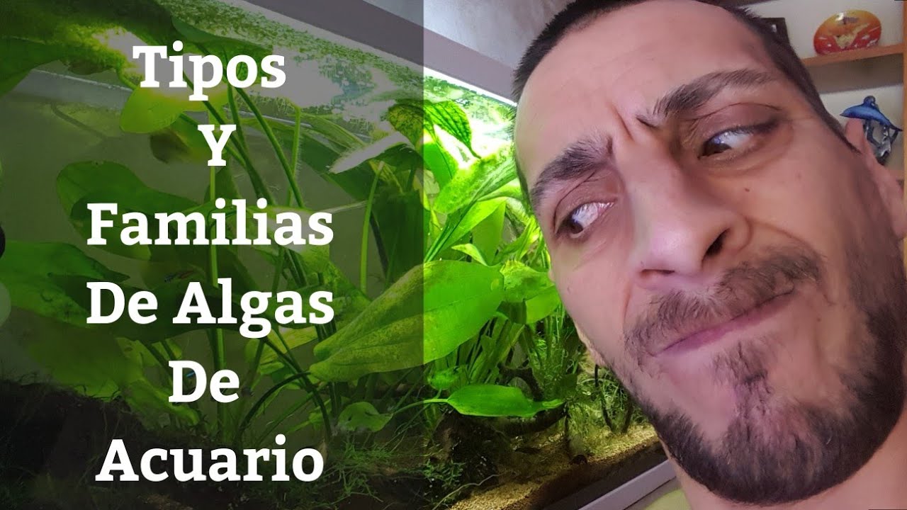 🔵 Tipos Y Familias De Algas De Acuario,Clorophytas,Rodophytas,Cianophytas Y Crisophytas (AcuariosMB