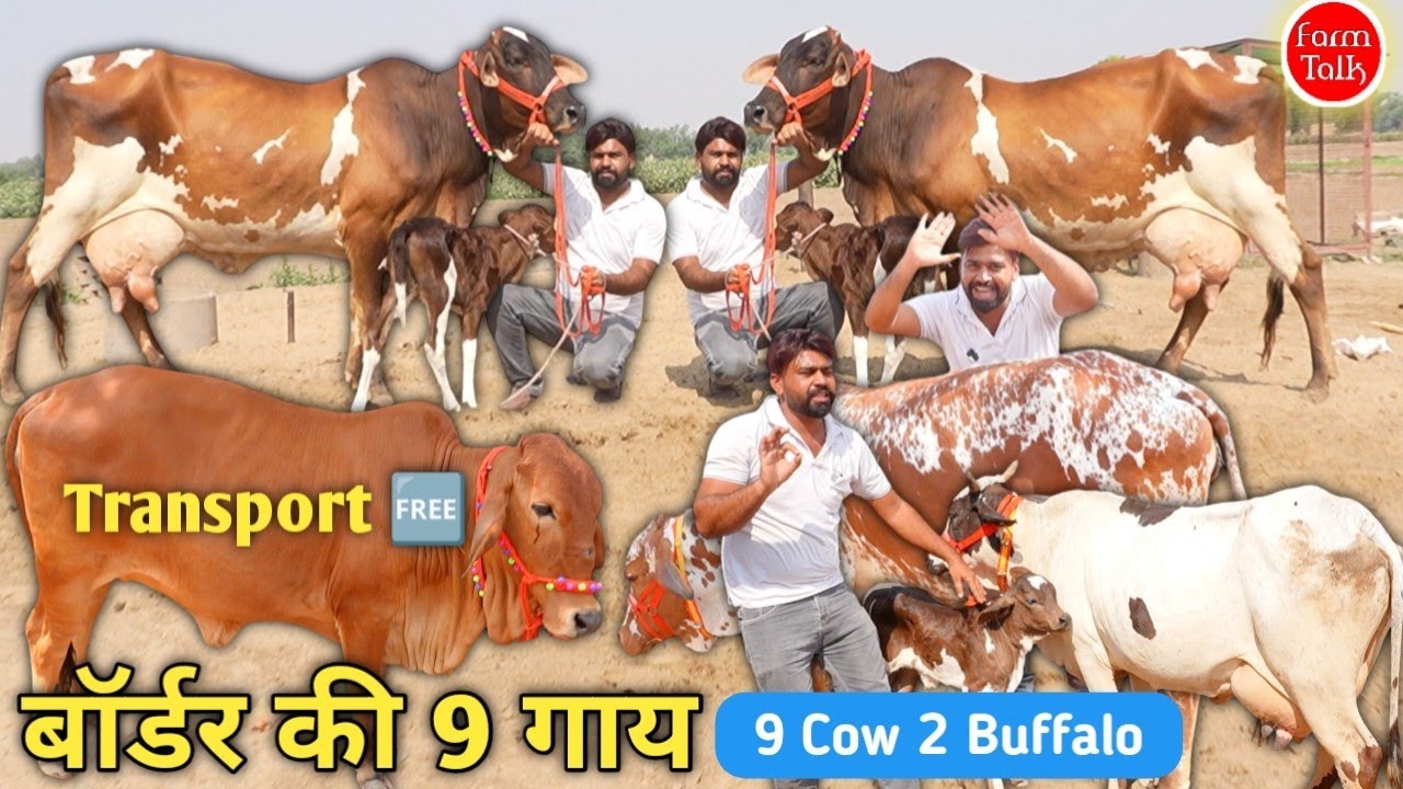 9 गाय 2 भैंस 👉 80 हज़ार वाली 40 हज़ार में गाय ✨ Sahiwal Cholistani Rathi Cow 🚚 Cow Transport Free 