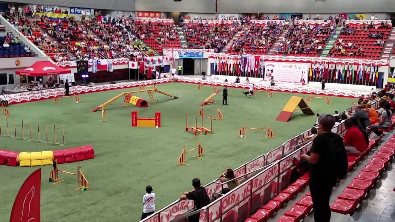 Tuulia Liuhto & Pirtu - Large Team Final at FCI Agility Championships 2016