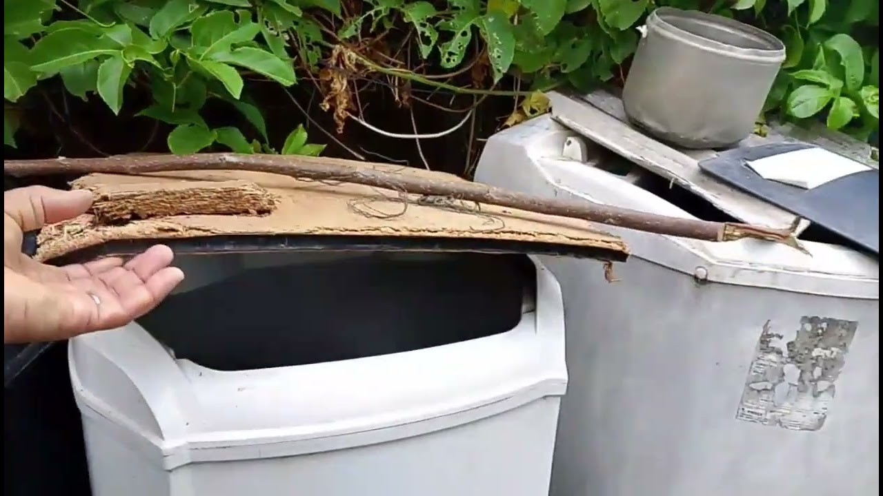 Colocando água nas plantas 🪴