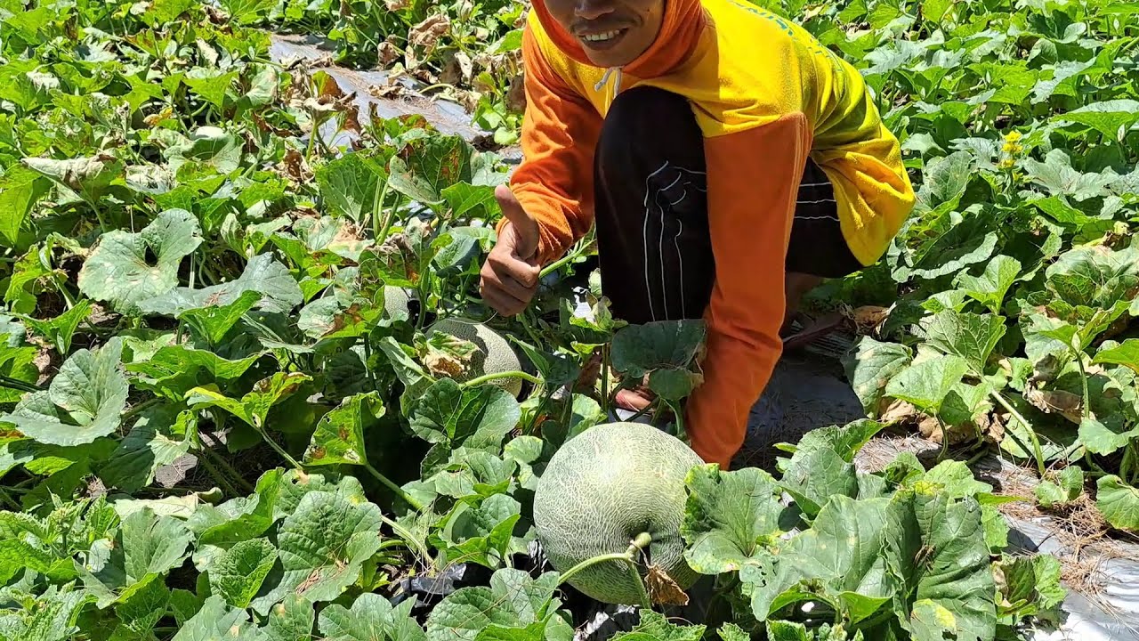 MELON BERBUAH BESAR Walau Tanpa Lanjaran @gentabanyuadem5292