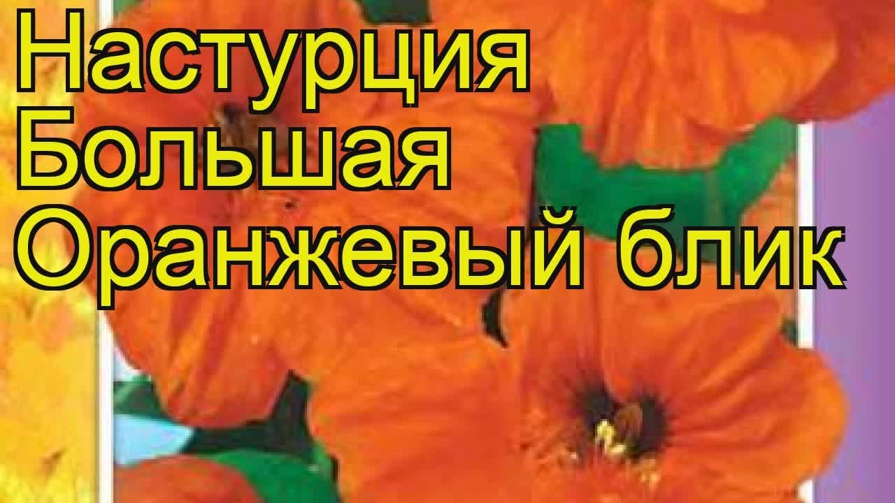 Настурция большая Оранжевый блик. Обзор tropaeolum majus, tropaeolum x cultorum Oranzhevyy blik