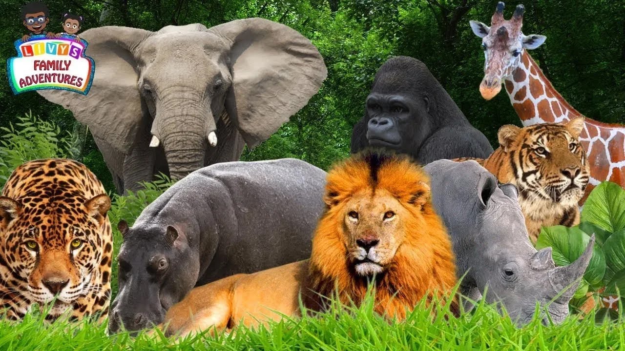 Learning Jungle Animals - Jungle Animals Names and Sounds