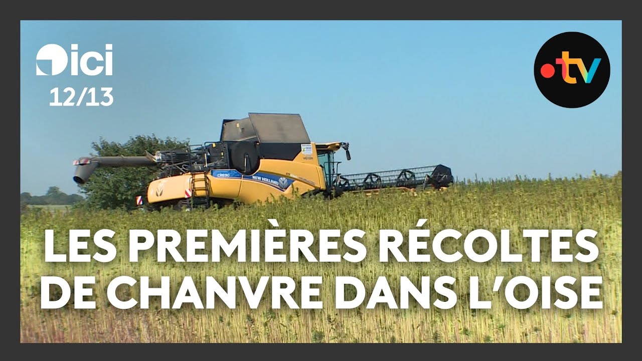 Premi&egrave;res r&eacute;coltes de chanvre pour un groupe d'agriculteurs dans l'Oise