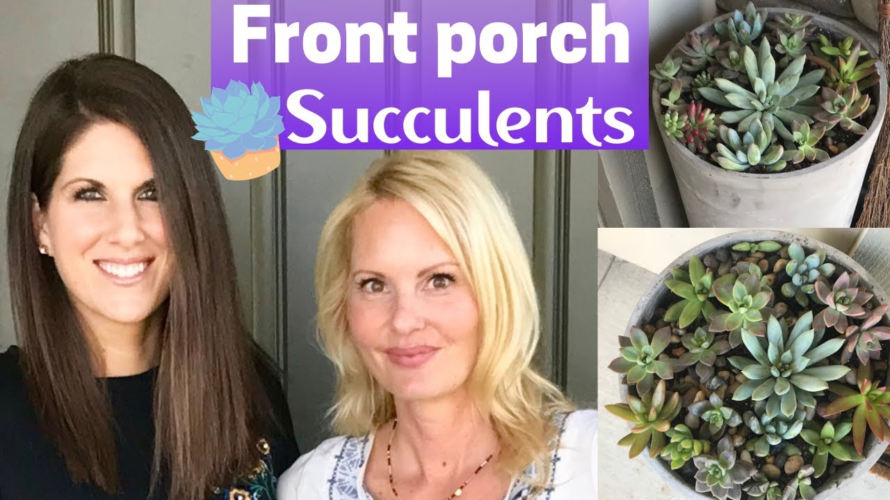 HOW TO EASILY Plant and care for Succulents - perfect for Beginners - tips with MOODY BLOOMS