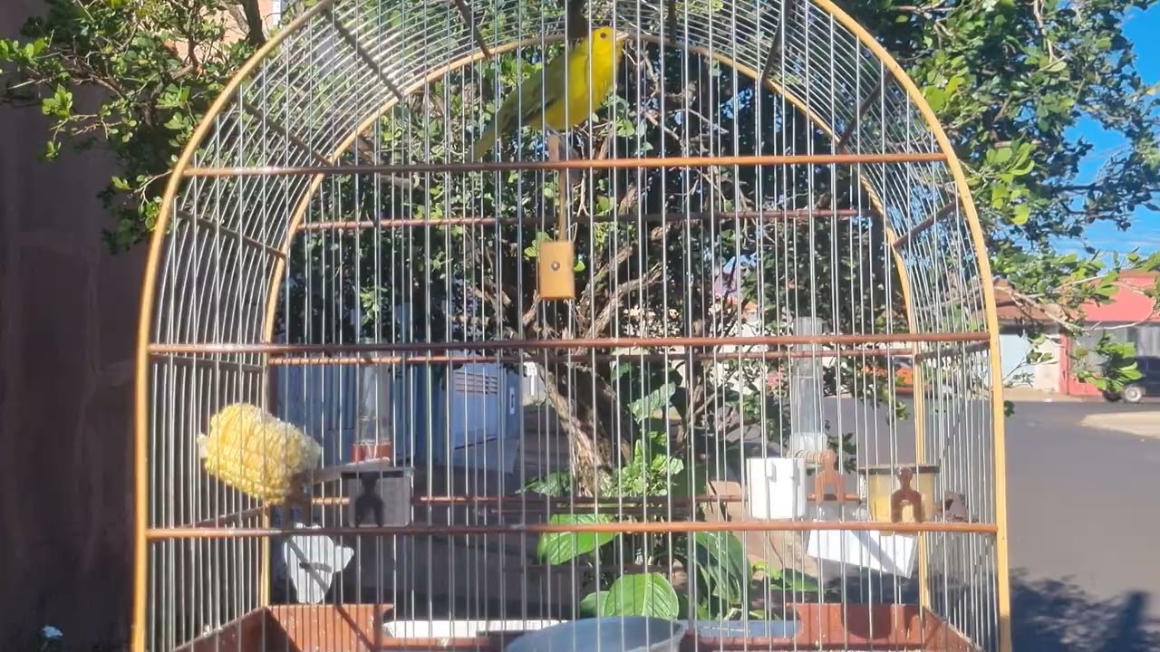 CANARIO DA TERRA CANTANDO E BRIGANDO COM O SOLTO 